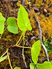 Hedera azorica