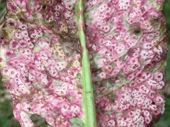Puccinia phragmitis