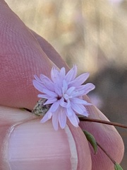 Lessingia arachnoidea
