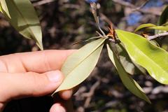 Englerophytum natalense