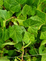 Hedera azorica