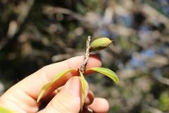 Englerophytum natalense