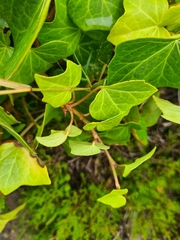 Hedera azorica
