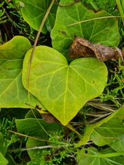 Hedera azorica