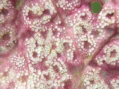 Puccinia phragmitis