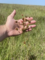 Rhynchospora indianolensis