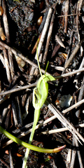 Pterostylis puberula