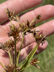 Rhynchospora indianolensis