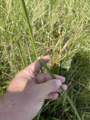 Rhynchospora indianolensis