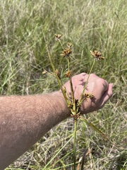 Rhynchospora indianolensis
