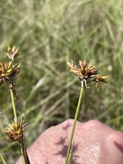Rhynchospora indianolensis
