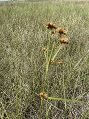 Rhynchospora indianolensis