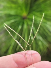Digitaria longiflora