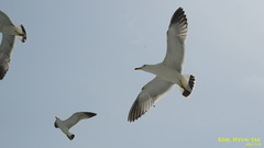 Larus crassirostris