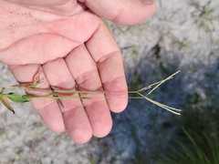 Digitaria longiflora