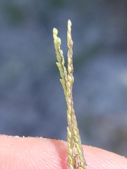 Digitaria longiflora