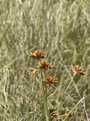 Rhynchospora indianolensis