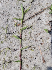 Digitaria longiflora