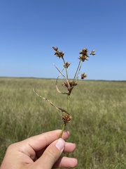 Rhynchospora indianolensis