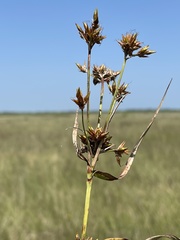Rhynchospora indianolensis