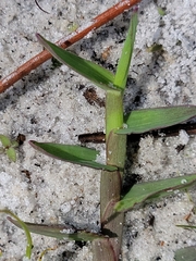 Digitaria longiflora