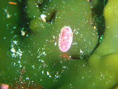 Chitonoidea