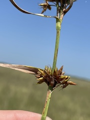 Rhynchospora indianolensis