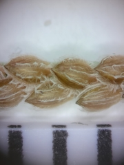 Digitaria longiflora