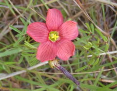 Oxalis pendulifolia