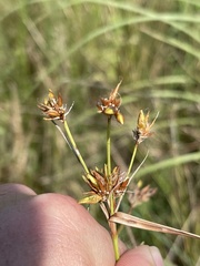 Rhynchospora indianolensis