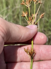 Rhynchospora indianolensis