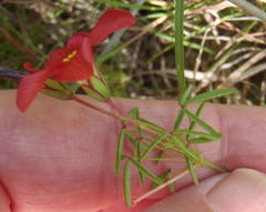 Oxalis pendulifolia