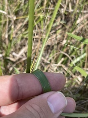 Rhynchospora indianolensis