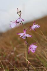 Eulophia hians hians