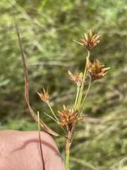 Rhynchospora indianolensis