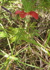 Oxalis pendulifolia