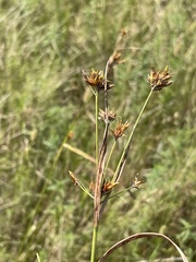 Rhynchospora indianolensis