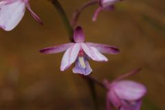 Eulophia hians hians