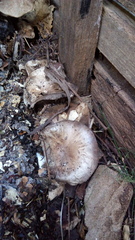 Fungi