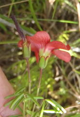 Oxalis pendulifolia
