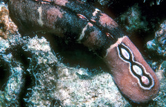 Cryptoplax oculata