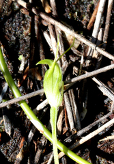 Pterostylis puberula