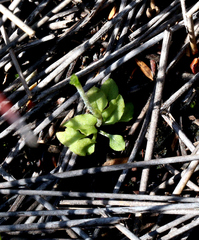 Pterostylis puberula