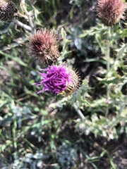 Cirsium flodmanii
