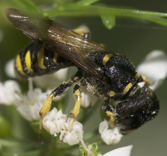 Lestica confluenta