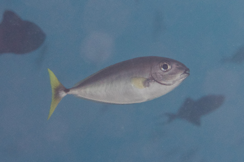 Blackspine unicornfish (Naso minor) — Acanthuridae