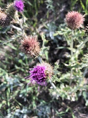 Cirsium flodmanii