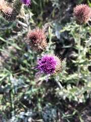 Cirsium flodmanii