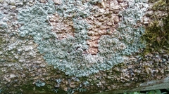 Punctelia stictica