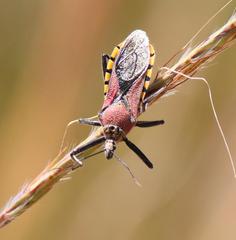 Rhynocoris segmentarius